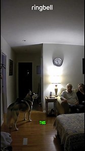 This dog wouldn’t let them go to bed… the reason broke everyone’s heart 🥺 | AnimA