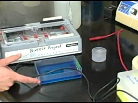 Part 7 of Gel Electrophoresis Series: Staining DNA Gel with Methylene Blue