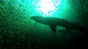 This week we have had spectacular viewing of sharks swimming amongst thousands of Bullseyes near the shallow end of the cave. We also managed to capture two Red Rock Cod fighting with each other | South West Rocks Dive Centre