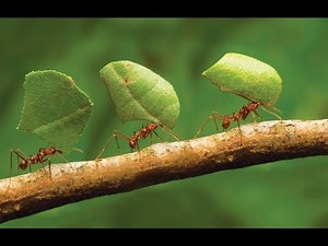 See How to Ant collect Food | Life in an Ant Colony Documentary | Art of Nature