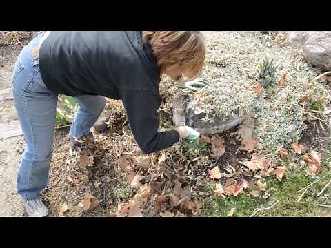 How to divide a Chrysanthemum plant. Part 1
