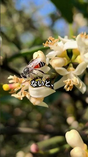 🌸 The Secret of Mandarin Orange Blossoms That 90% of People Don't Know!!!