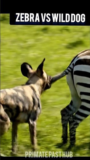 “Zebra vs Wild Dog: A Brutal Tail-Grab Showdown”