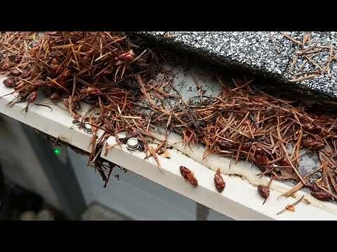 Check out a real leaffilter protected gutter.