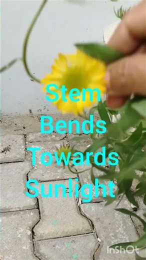 Phototropism /class 10 science/chapter 7/ Easy science Activity/Control and coordination