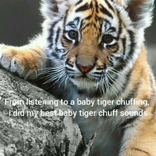 My best tiger chuff sound effects