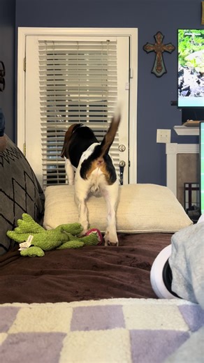 Beagle Barks at Reflection in Hilarious Moment