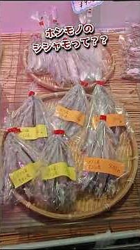[Hokkaido Gourmet] In Search of Authentic "Shishamo"