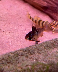 13 reactions | Leopard frog pleco L134 on special at a great size only $150 each  | The Great Amazon | Facebook