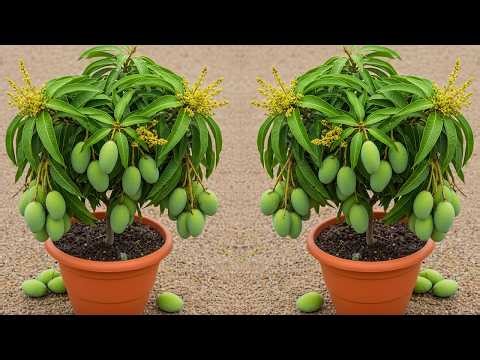 Best Top way to Propagate mango Dwarf a mini ,Easy Fruit Planting Tricks you Can Try Today! #mango