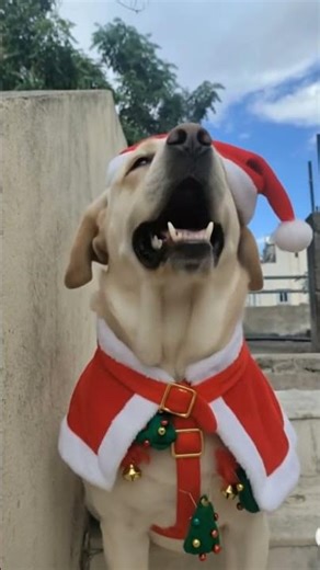 wish you a merry christmas #christmas #santaclaus