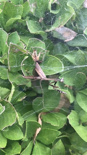 21K views · 297 reactions | #mantis vs spider | Pelea de Insectos | Facebook