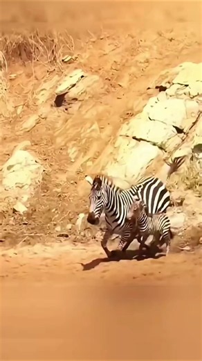 माँ की आँखों के सामने छिन गया उसका बच्चाA Mother's Worst Nightmare 💔🦓#wildlife #shorts #shortvideo