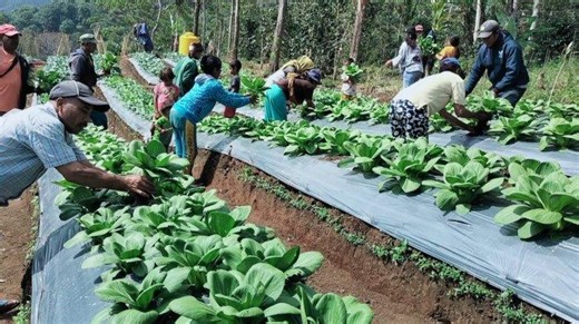 Poktan Binaan PLN Tanam Hortikultura di Poco Leok, Kini Untung Jutaan Rupiah - Tribunflores.com