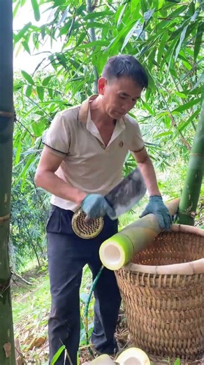 Best sweet spot for harvesting bamboo shoots 🎋 #bamboo1 #farming #bambooacademy #fruit