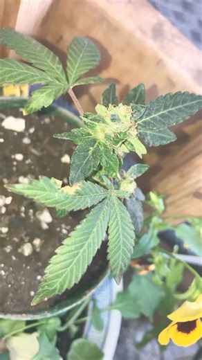 Finishing these accidentally flowered clones outdoors, popped some new seeds for an outdoor veg