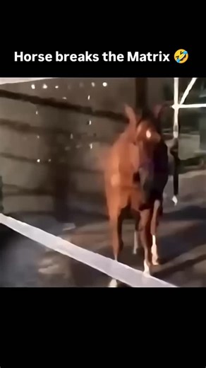 Science & conspiracies on Instagram: "The horse has realised that he be livin in a matrix and all of this is an illusion. 🐴 . . . #horse #matrix #meme"