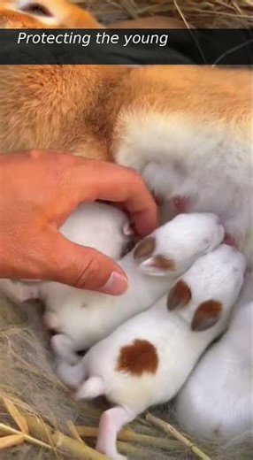 Heartwarming Close-Up: Mama Rabbit Nursing Her Tiny Kits