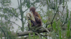 欣赏世界上极为罕见的石英砂岩峰林地貌 雄奇险幽美的景观令人流连忘返！《美丽中国自然》张家界系列【CCTV纪录】