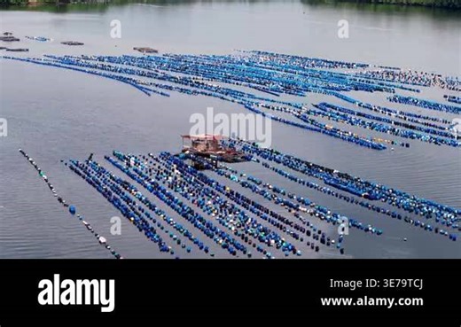 Johor Bahru, Johor, Malaysia - Sep 02 2025: Aerial glimpse shows Johor Straits mussel farm with radiant floating rafts, glowing cultivation grids, and expansive ocean scenery.