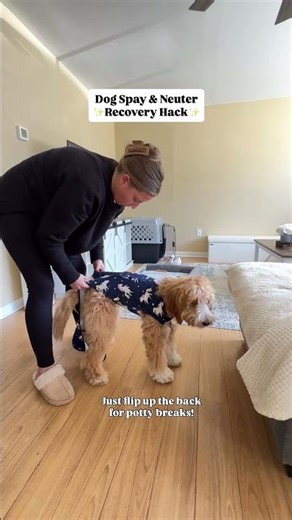 Spay/Nueter Recovery Suit - Worth It?