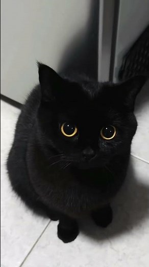 Cat sound to attract cats 🙀realistic multiple meows