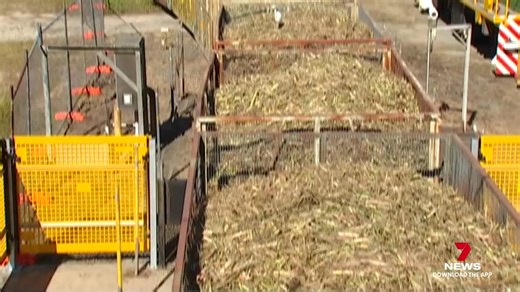 Farmers across the region have labelled this season's sugar cane harvest as "a bit of a disappointment". The crushing rate at Mackay mills was only slightly better than last year but fell short of expected levels, as farmers carry out burns for the first time in years. Download the 7NEWS app: 7news.link/7newsapp 7NEWS at 6pm. #7NEWS | 7NEWS Mackay