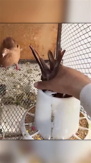 Pigeon Got Stuck in the Feeder Tail-Up