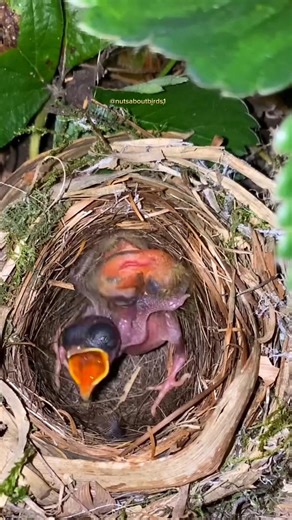 Little Cuckoo Is Really Causing Trouble in the Nest! 🐣