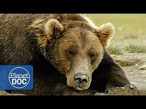 The Land of Giant Bears | Full Documentary - Planet Doc Full Documentaries