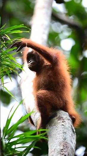 Great Ape Photography Tour | Borneo | Nikon Zf | Slow Motion | 4K Video | Wild Wonders Expeditions