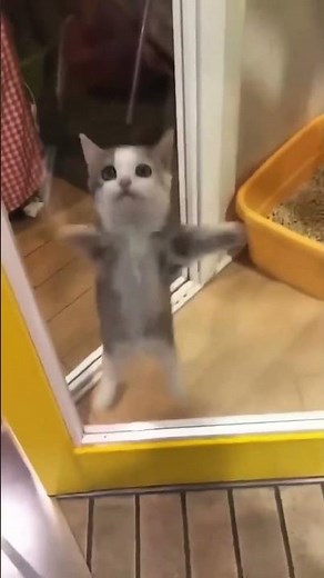 happy happy happy cat #cat #catmemes #funnyshorts #fyp #viralshorts #memes #cutecat #fypシ #viral