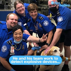 SIGNING OFF: This TSA dog retires after nearly a decade of service! 🫡 https://gma.abc/3o1AMRP | Good Morning America