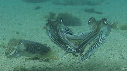 Schlägerei unter Tintenfischen