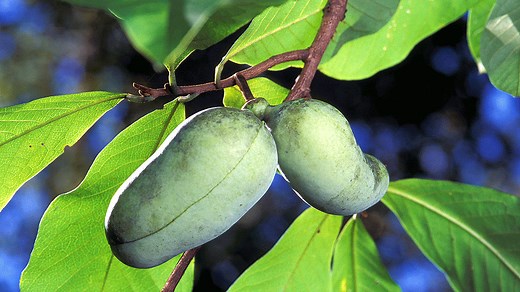 The Pawpaw, or the Appalachian Banana, is the Lifeblood Fruit of Ancestors Past
