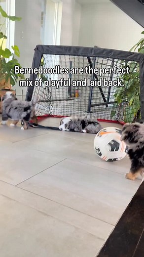 Bernedoodles are known for their amazing temperament a perfect mix of intelligence, playfulness, and a calm, laid-back nature. They thrive in active homes and love being part of the family! 🐾 • • • #rockyroaddoodles #bernedoodles #minibernedoodles #bernedoodlesofinstagram #bernedoodlepuppies #bernedoodlelife #bernedoodlelove #bernedoodlebreeder #utahbernedoodles #bernedoodlenation #bernedoodletemperament #bernedoodlepersonality #smartdogs #gentlegiants #laidbackdogs #friendlydogs #familydog #be