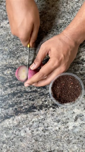 Onion Growing from Kitchen Waste 🧅 | Amazing 15-Day Transformation#onion #diygardening #organic