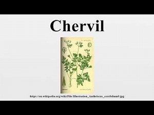 Chervil