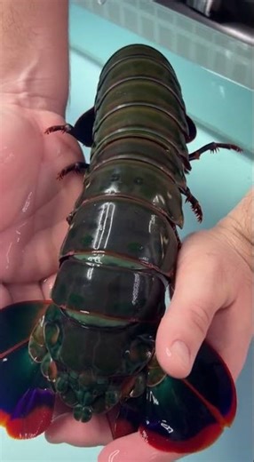 This Mantis Shrimp Has Colors You Won’t Believe