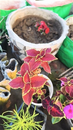 How To Pruning And Propagation Coleus plant🌱 From Cutting | #gardening #motivation #trending #shorts