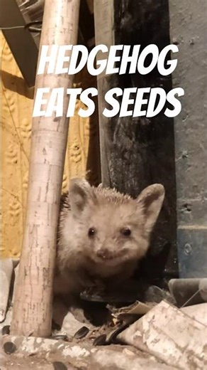 How Hedgehogs Are Helping Us Understand Evolution