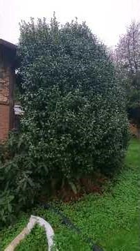 Seattle Shrub trimming services #landscaping #seattle