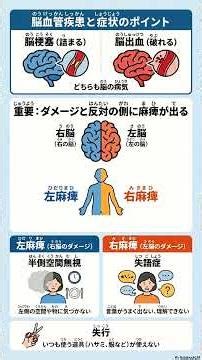 右脳（うのう）と 左脳（さのう）で 症状（しょうじょう）が ちがう？ 試験（しけん）に 出（で）る ポイントを 解説！