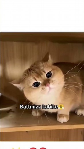 Momos kyu nhi laya mera.....❤️✨ #funny #ट्रेडिंग #वायरल #cat #cute