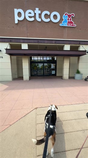 NEW at Petco! The Halti Anatomy Harness has officially landed — and you won’t miss the standout display in-store! 😍 Since 1979, Halti has led the way in innovative walking solutions. The new Anatomy Harness is designed for your dog’s unique build, offering full freedom of movement and all-day comfort for walks, runs, and hikes.🐾 It’s perfect for dogs who love exploring, with a flexible fit that doesn’t compromise security. Find your local Petco store to check it out! 🛒 | Company of Animals