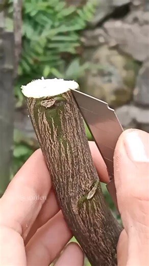 some of the best grafting techniques for fruit trees #graftingtechniques #graftingfruittrees #graftingplants #gardeningtips | Abi Garden