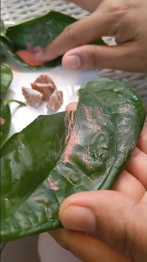 How to Eat the Chewing Betel Nut from Thailand Palm Tree #Thailand #BetelNut