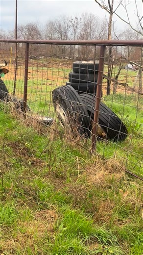 55K views · 378 reactions | This heavy bred Jersey cow has been donated by Troy and Helen Jones. All proceeds are going to the Pedraza family!!! She sells Tuesday Jan 13 at 11:30 am | Carthage Livestock Auction, LLC | Facebook