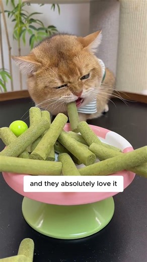 Treat your cat to these delicious Cat Grass Sticks and keep them feeling great! 😻✨