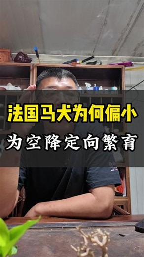 揭秘法国马犬体格偏小的历史原因 #工作犬 #马犬 #马犬科普 #马里努阿犬 #法系马犬